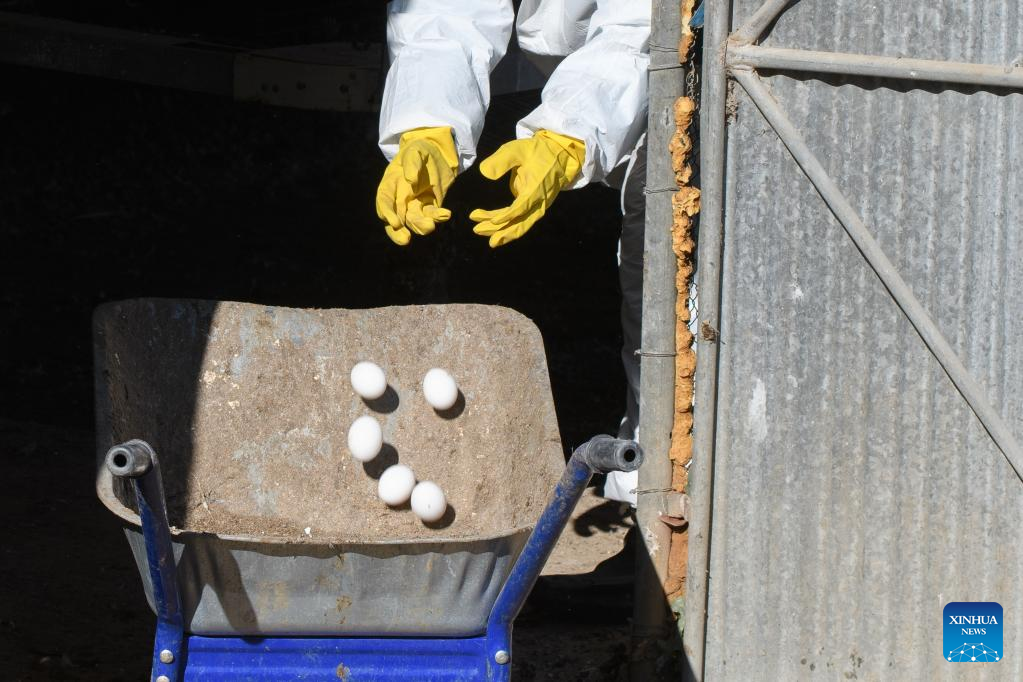Israel detects bird flu outbreak in northern village-Xinhua