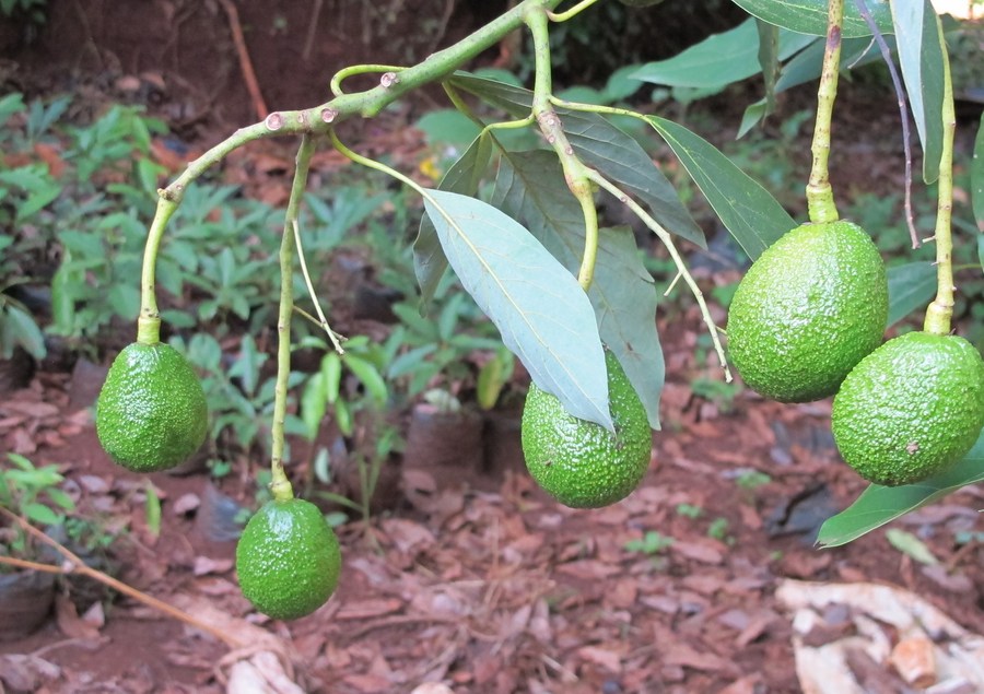 Kenyan avocado farmers reap benefits of deepening ChinaAfrica