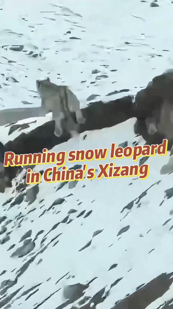 Running snow leopard captured on camera in China's Xizang