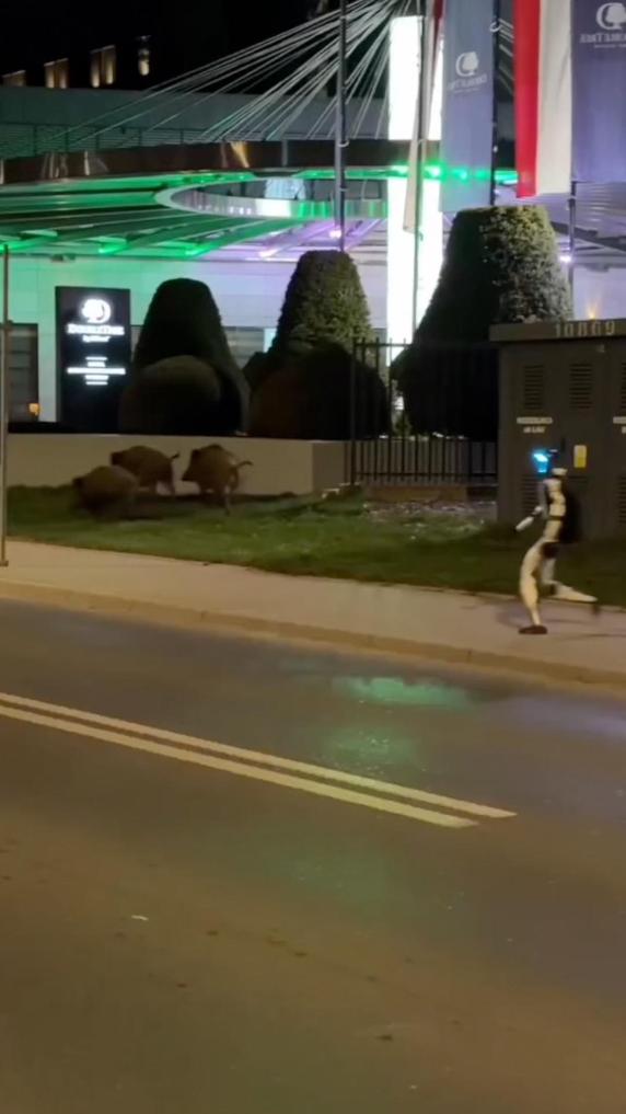 Chinese robot chases wild boars in Warsaw -- "That's cooperation"