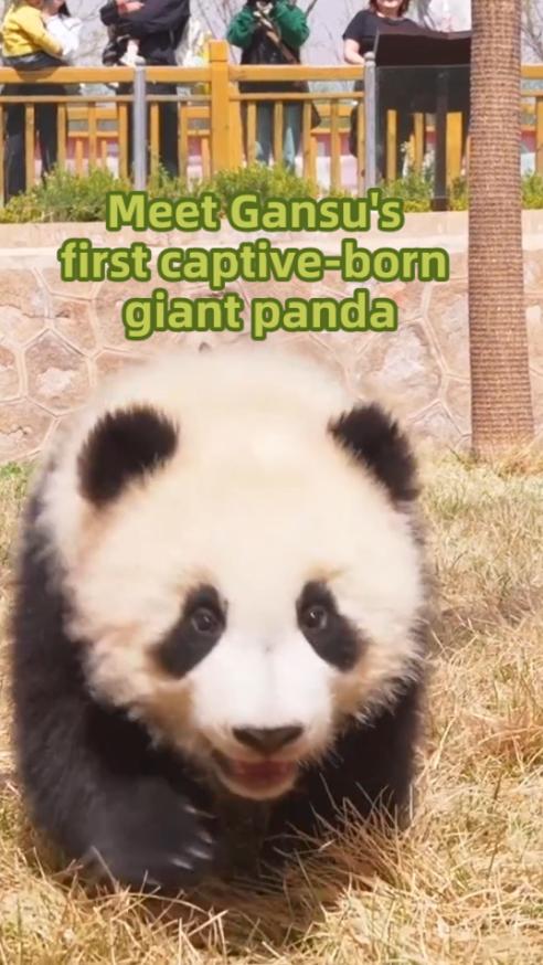 Meet Gansu's first captive-born giant panda