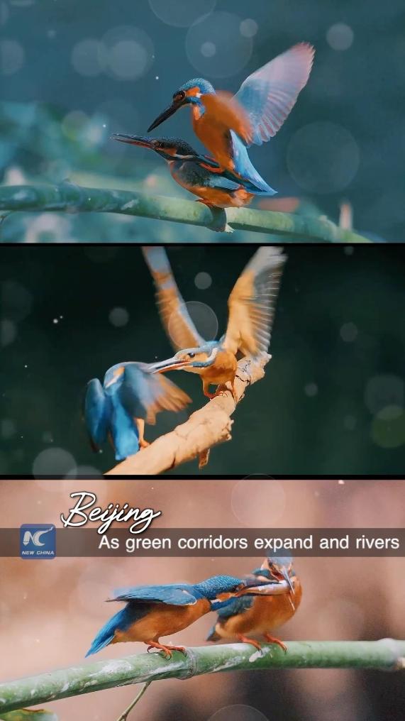 World Environment Day: Where wings find peace in the city