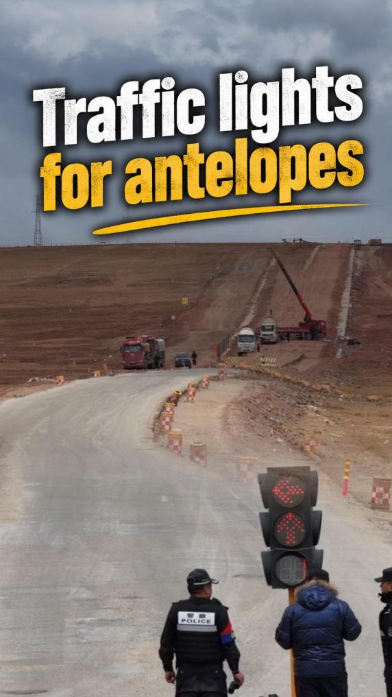 Traffic lights for Tibetan antelopes amid migration season