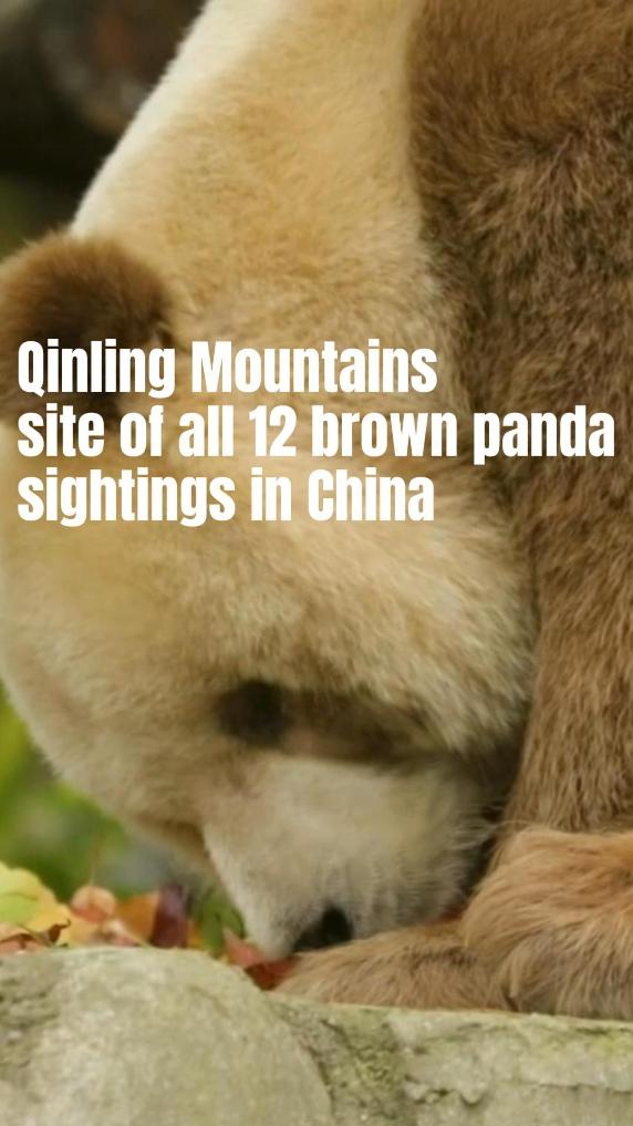 Qinling Mountains records all 12 brown panda sightings in China
