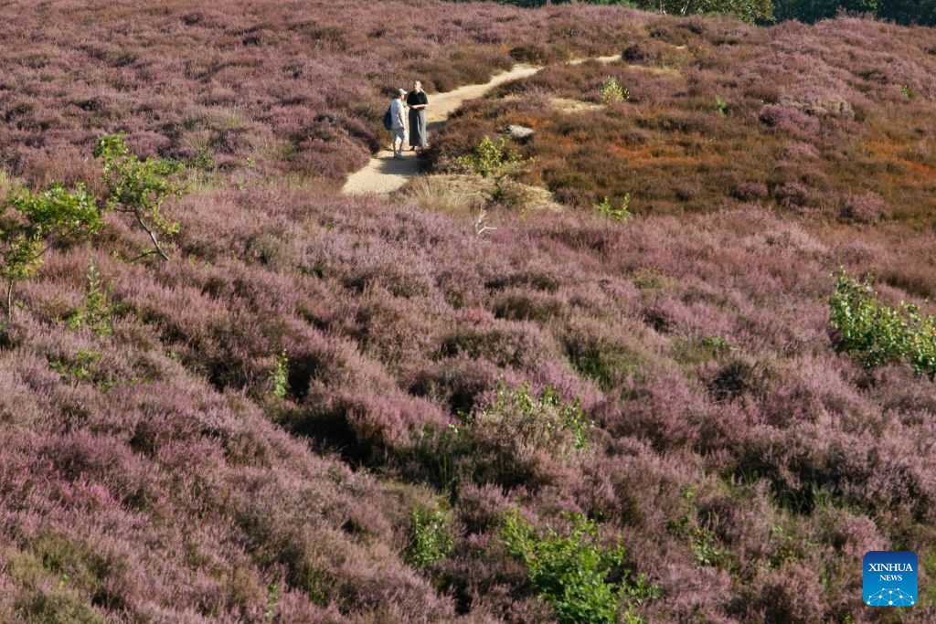 View of Veluwezoom National Park in Rheden, the Netherlands-Xinhua