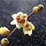 Charming wintersweet seen in frigid winter