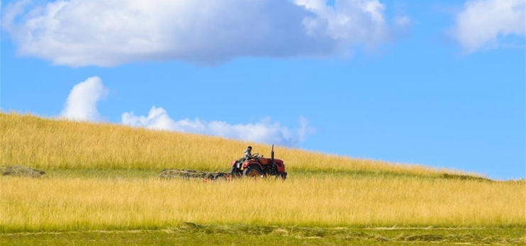 Pastoral area in Xilin Gol enters into grass mowing season