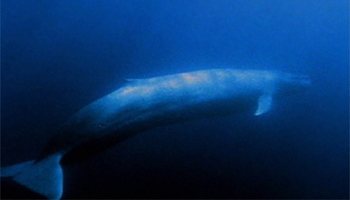 Rare ocean giant making a comeback off New Zealand: study