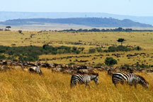The Great Migration
