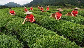 Farmers pick tea leaves in SE China's Fujian