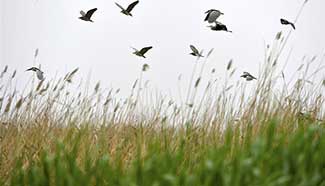 Birds fly above reed marshes in N China