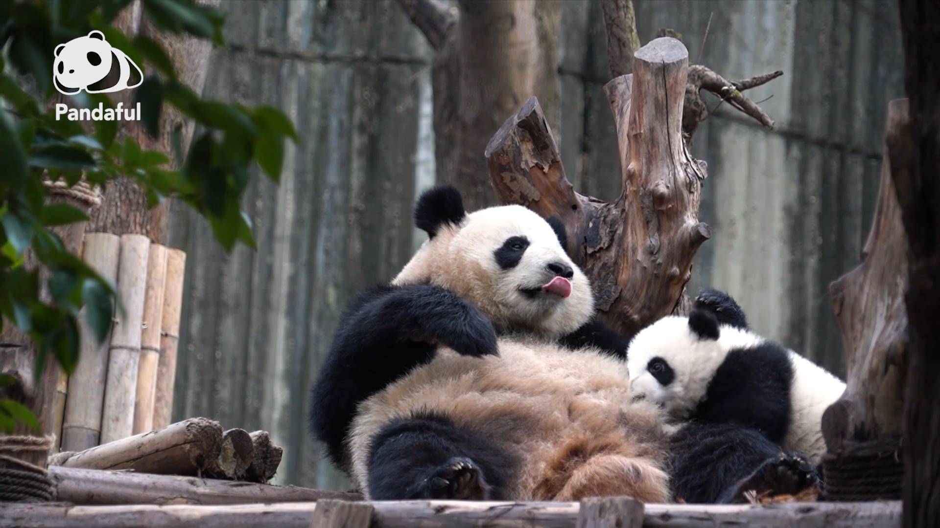 When would a panda be weaned? | Pandaful Q&A
